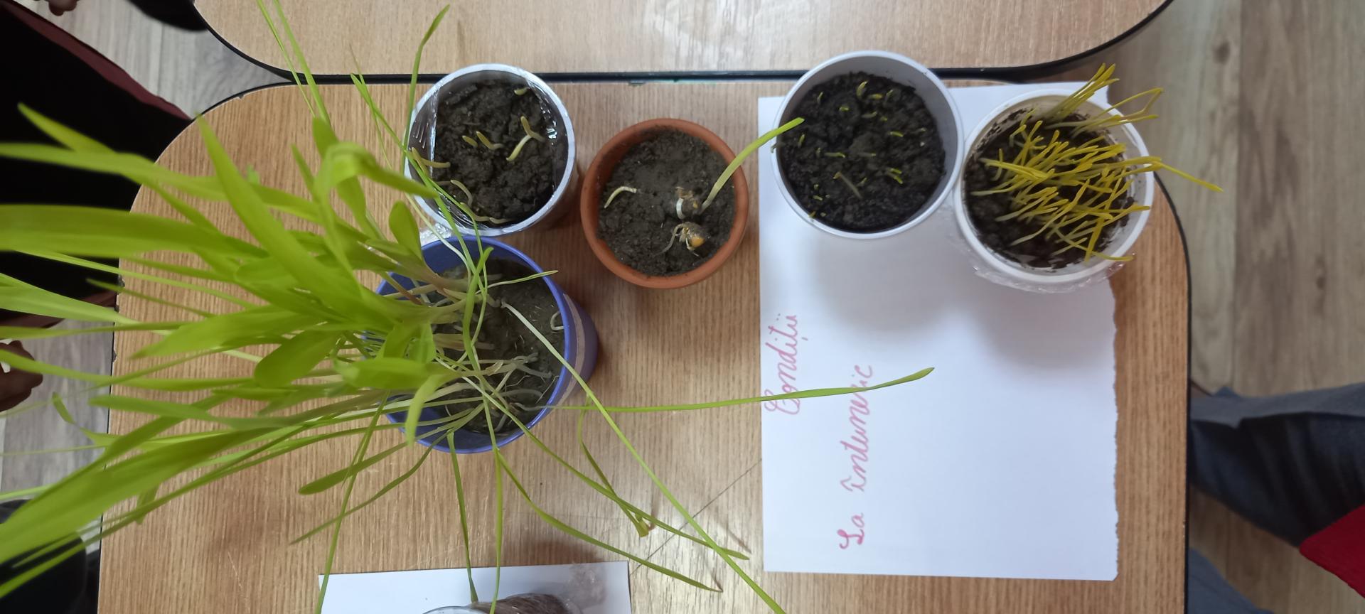 Concluzii- mediu lipsit de lumină