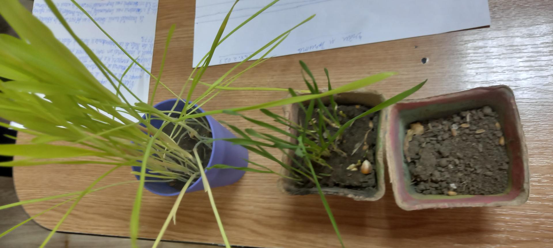 Dezvoltarea plantelor în condiții diferite de mediu