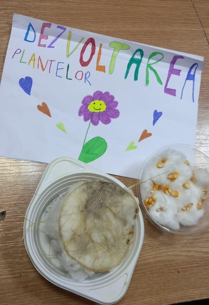 Plante al căror mediu de viață a fost modificat